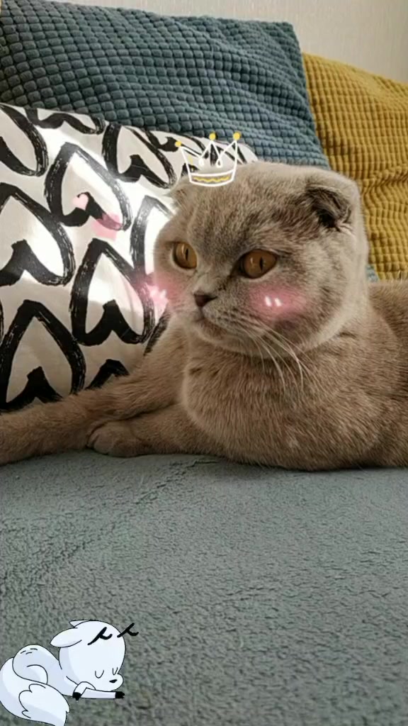 @Love Cats