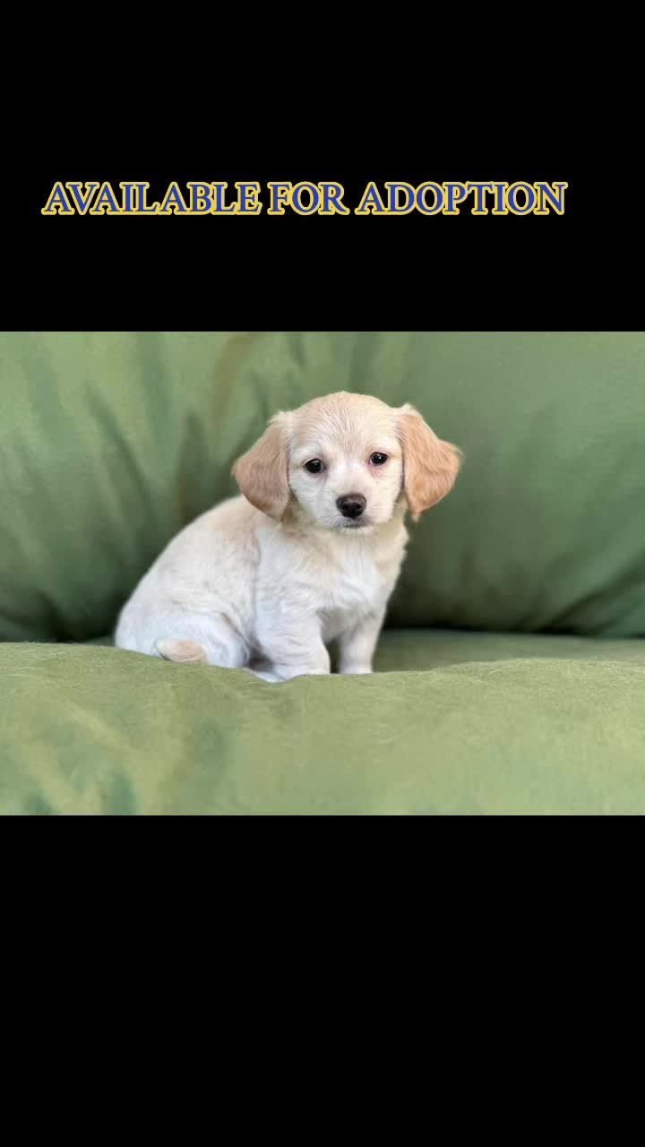 @Happy Tails Rescue, Inc.