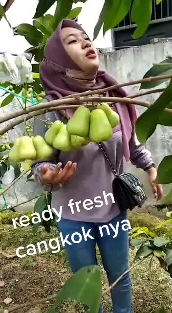 @Bibit khusus samarinda