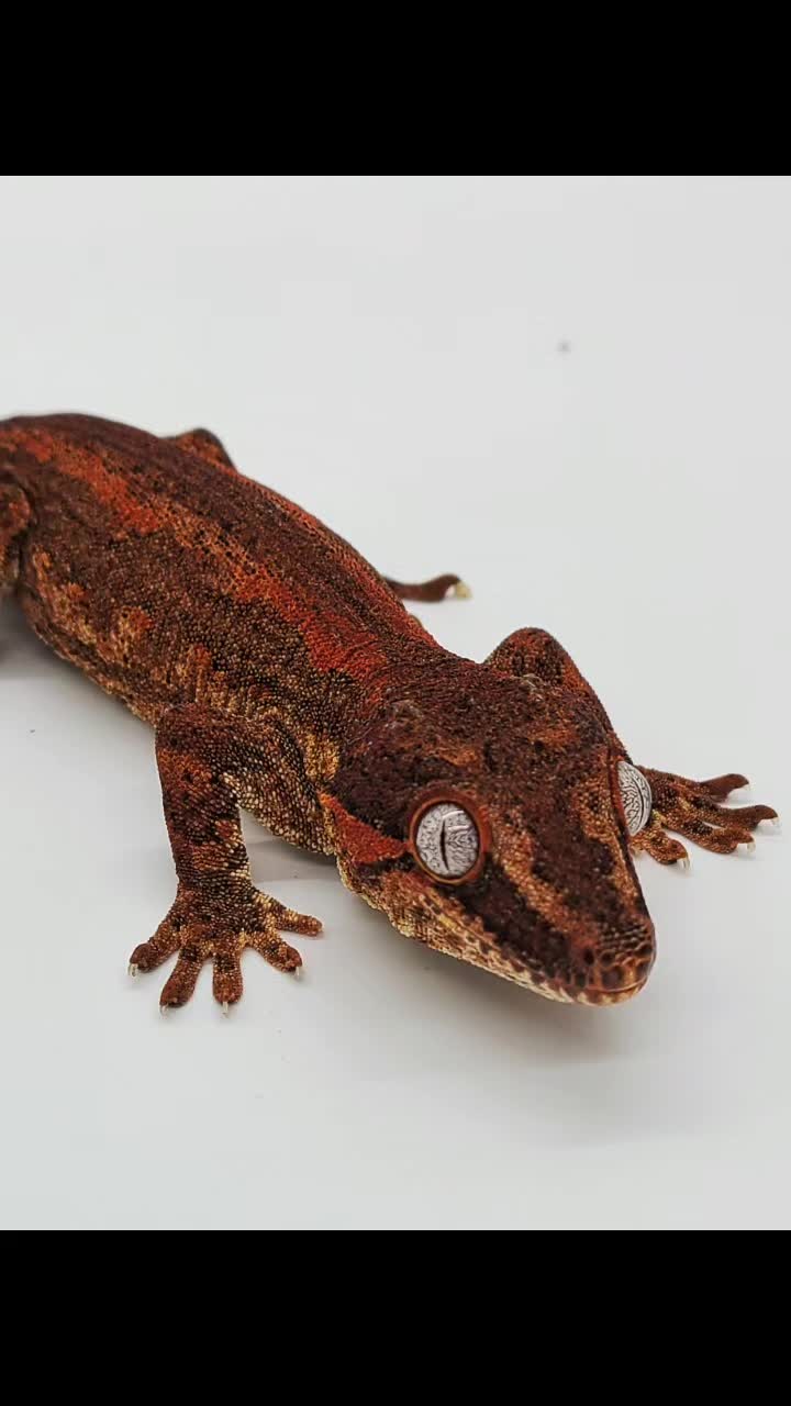 @TheReptileCompanyofWisconsin