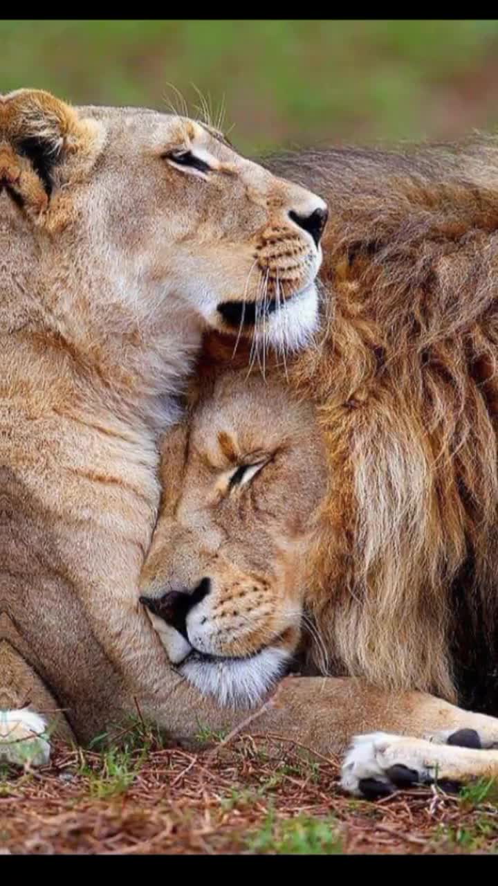 @sadhuni.lk
