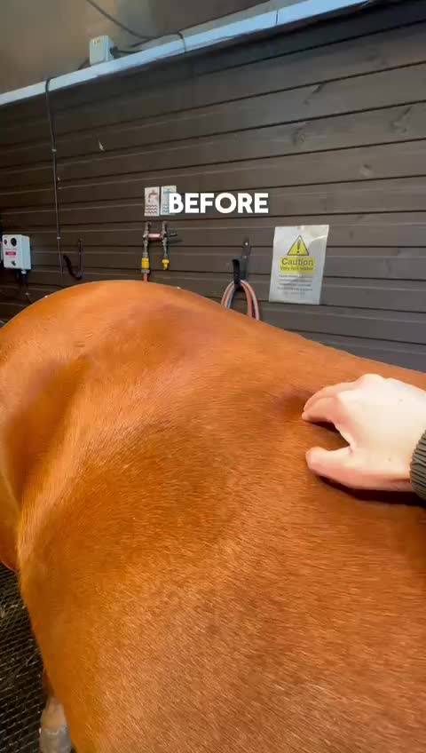@Rookery Equine