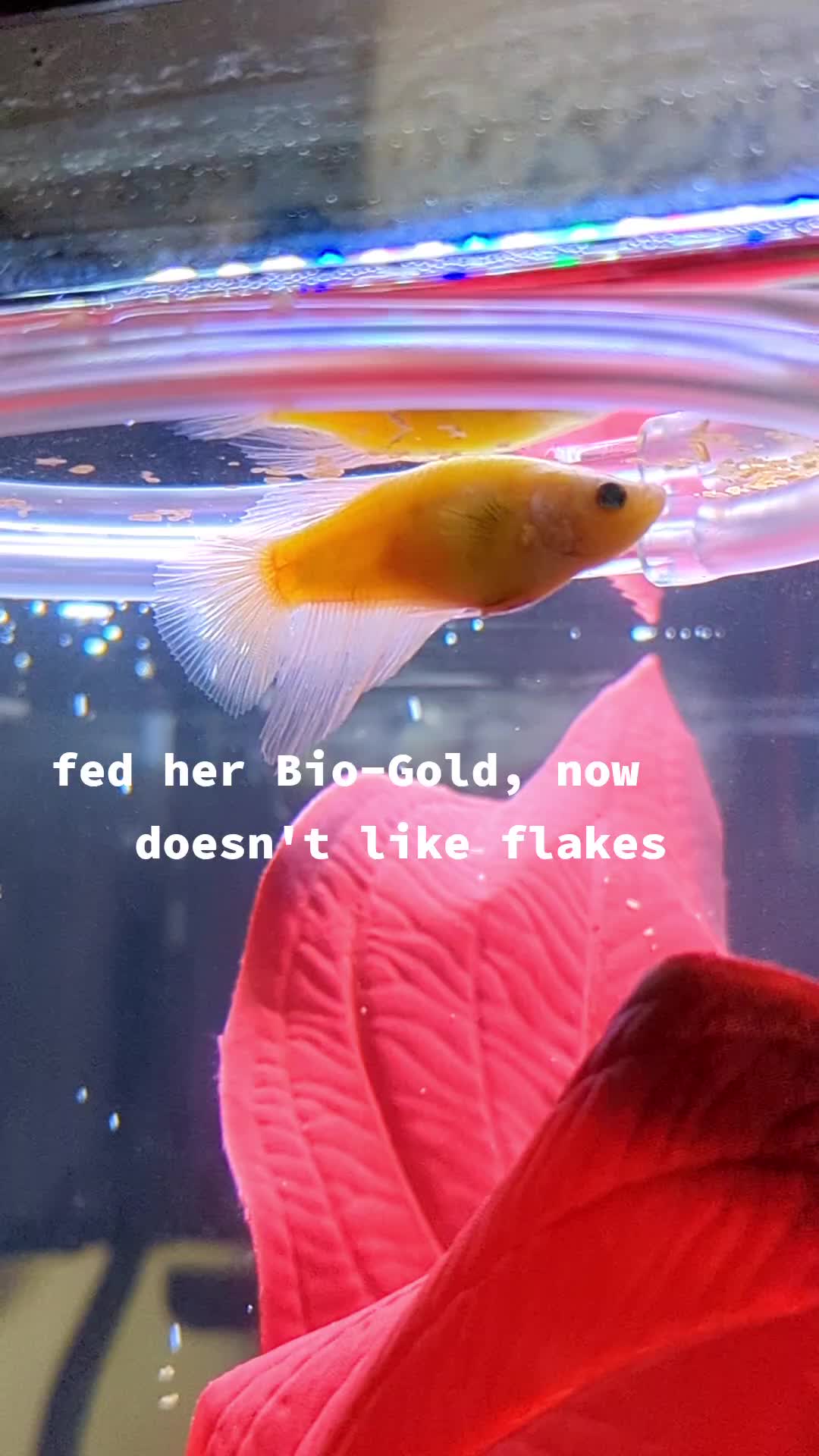 @Cutefiish