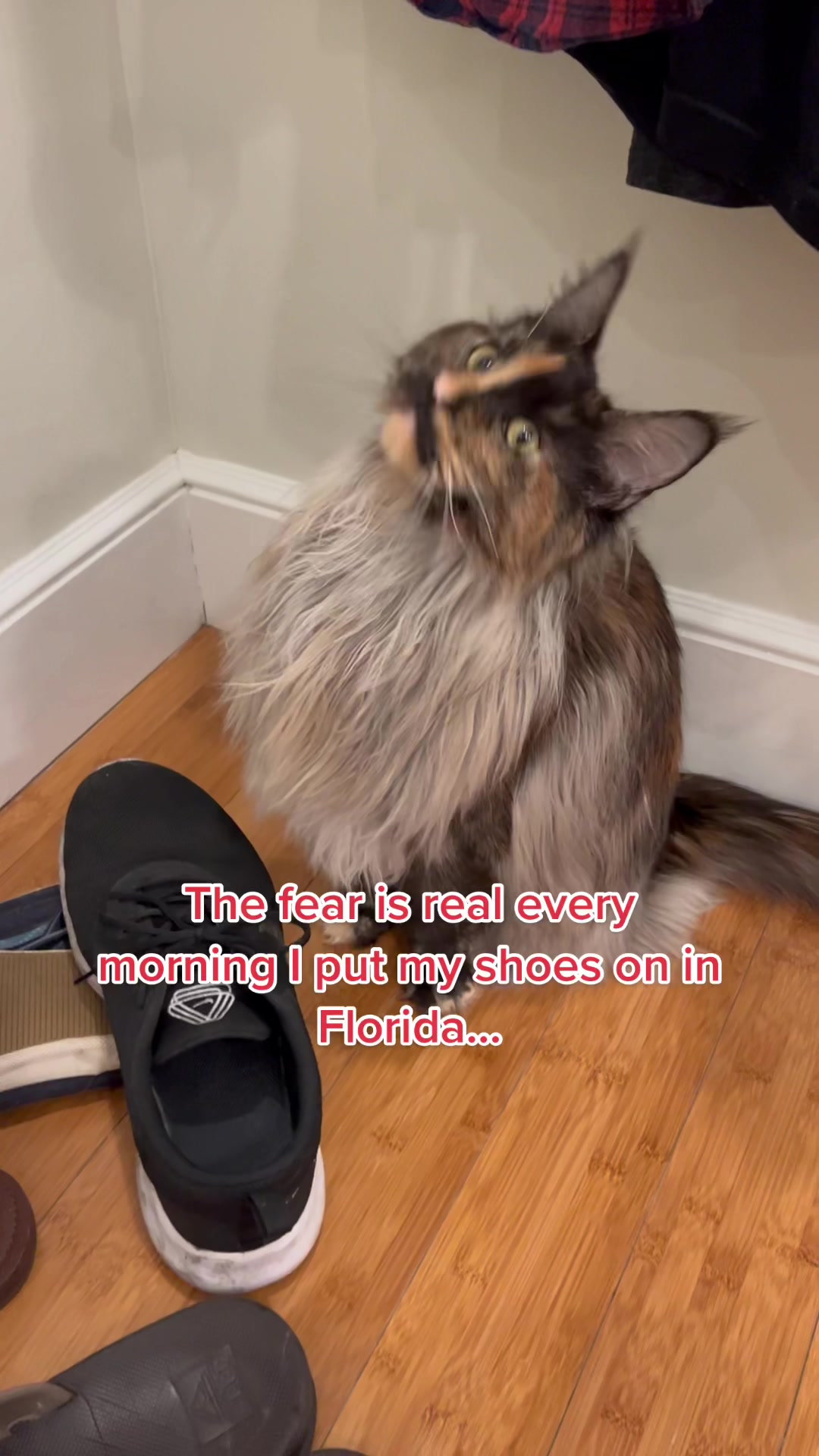 @kittensinparadise