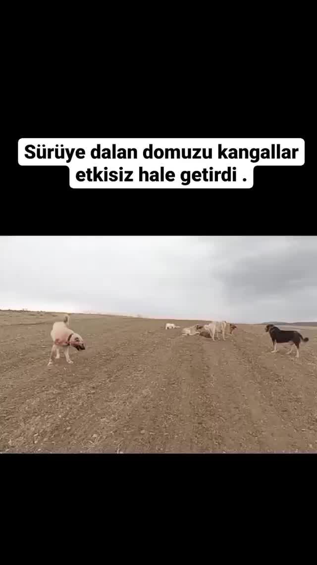 @AKDEMKANGAL