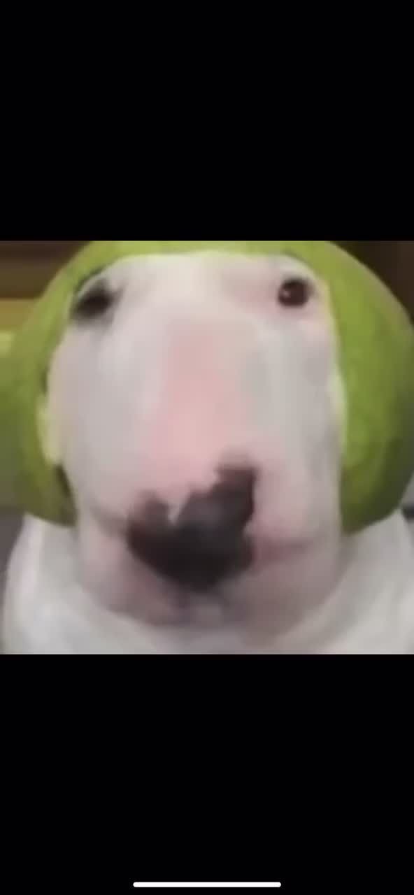 @WalterDog