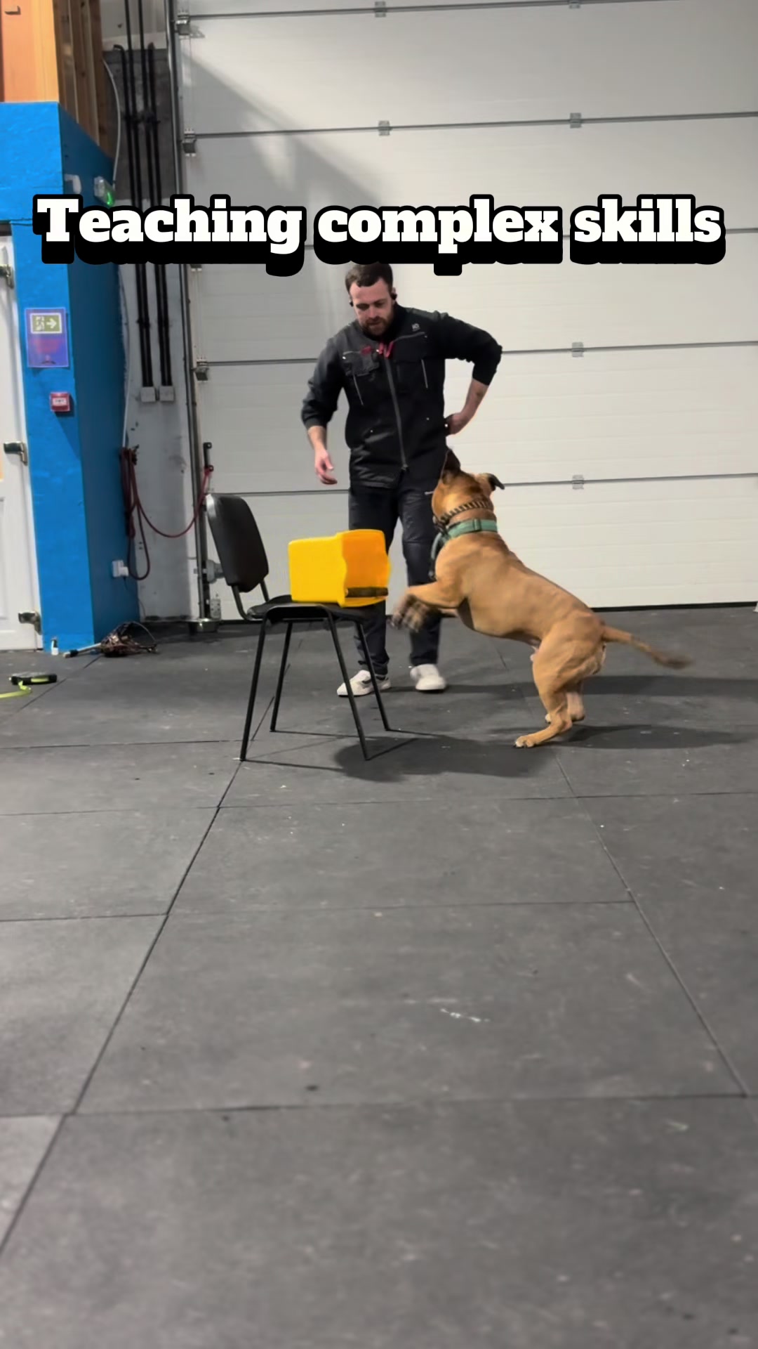 @Michael || Dog Trainer