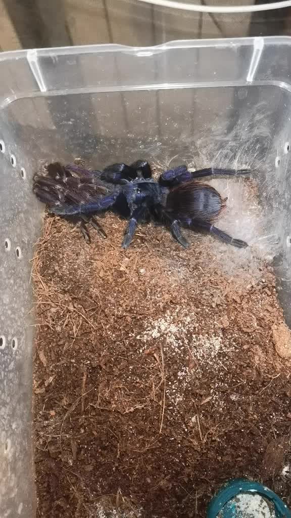@angry_spider