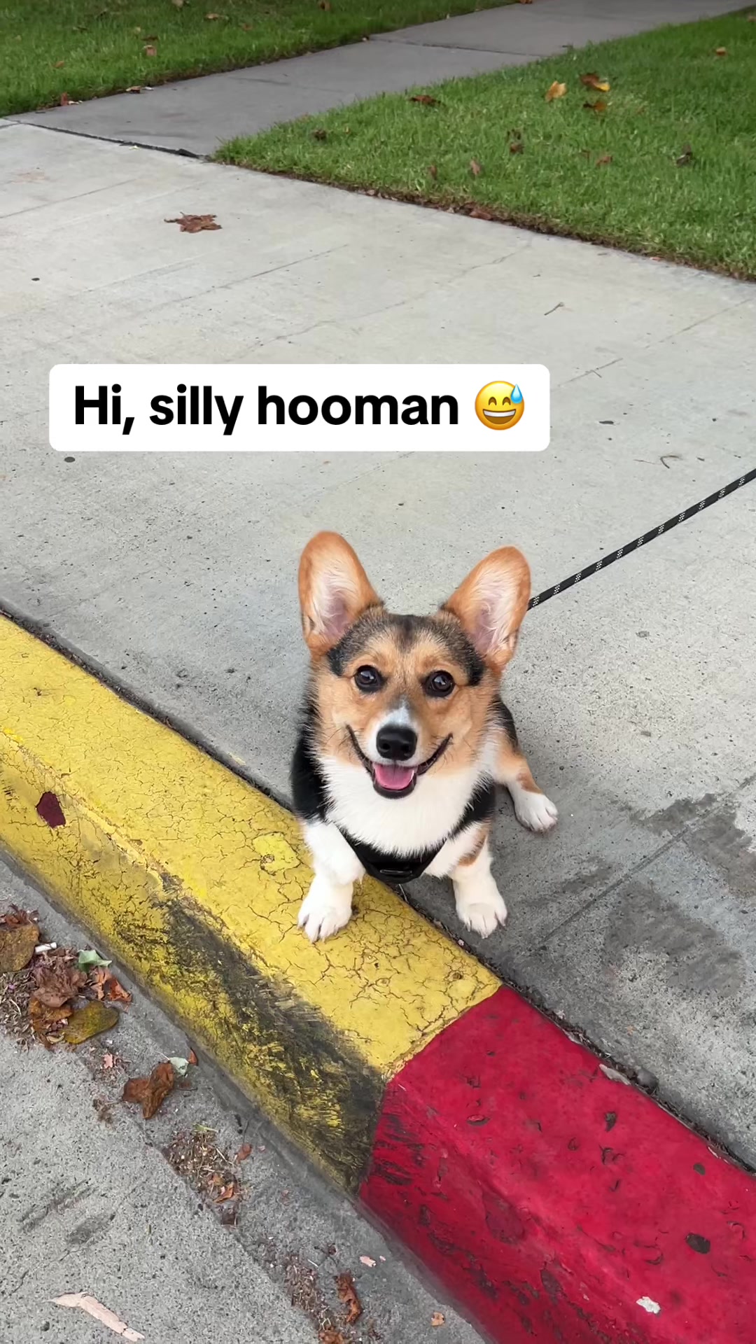 @hasbithecorgi