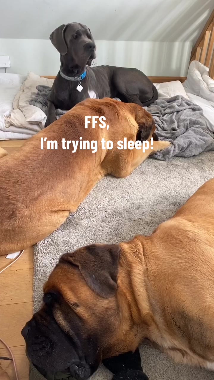 @Sully The Dane