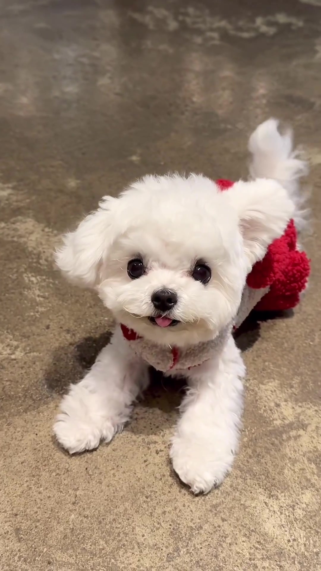 @mildred.the.maltese