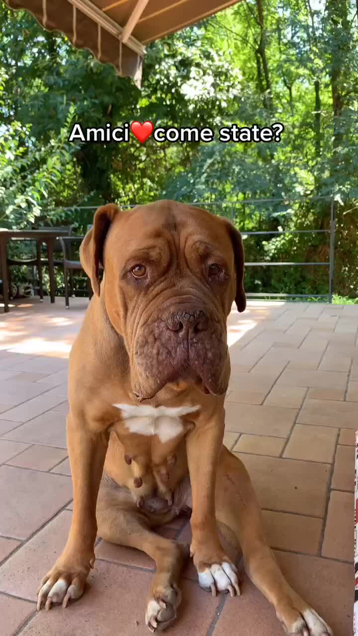 @sonorosy🐶