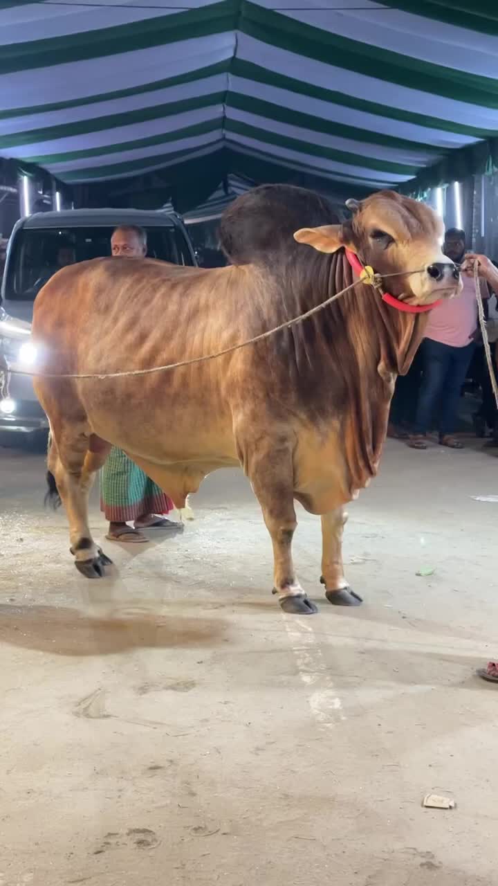 @গরুর ঘর🐄