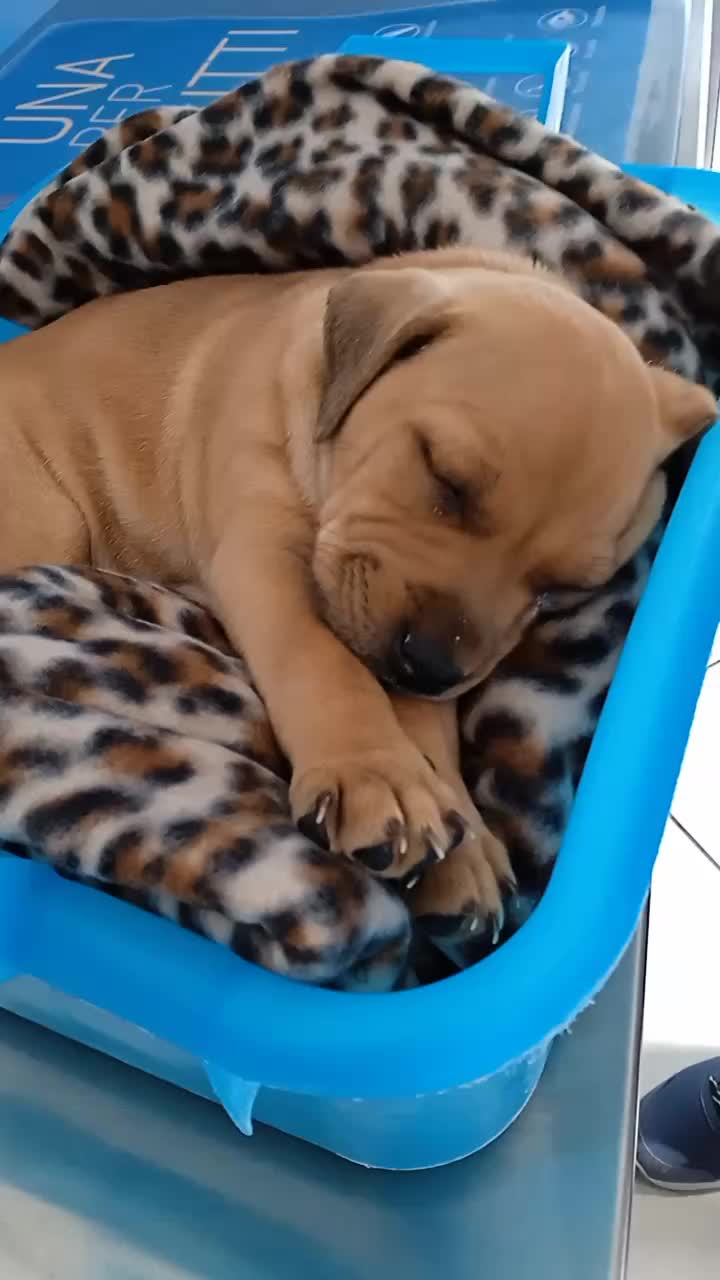 @dr.Giuseppe Vet