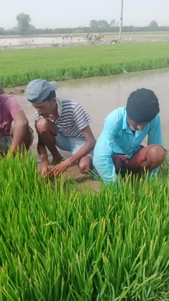 @balkaran chohan