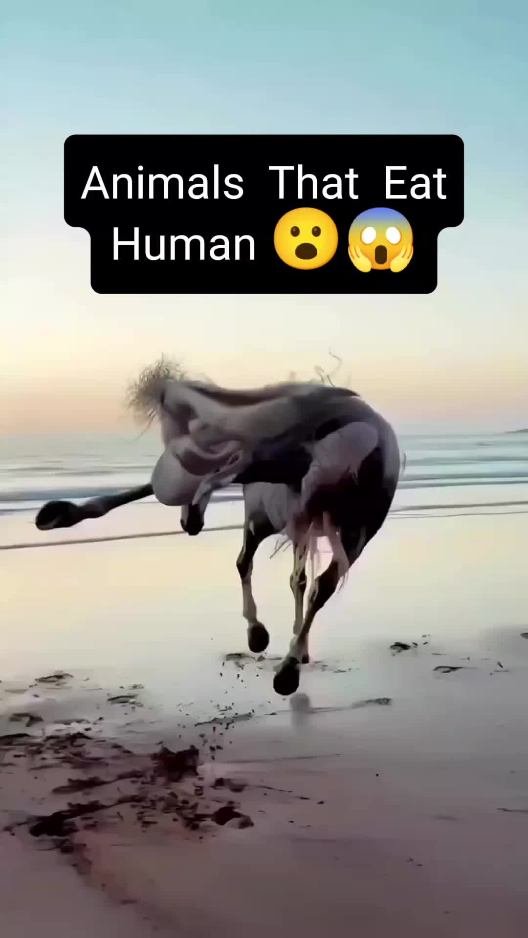 @horror videos
