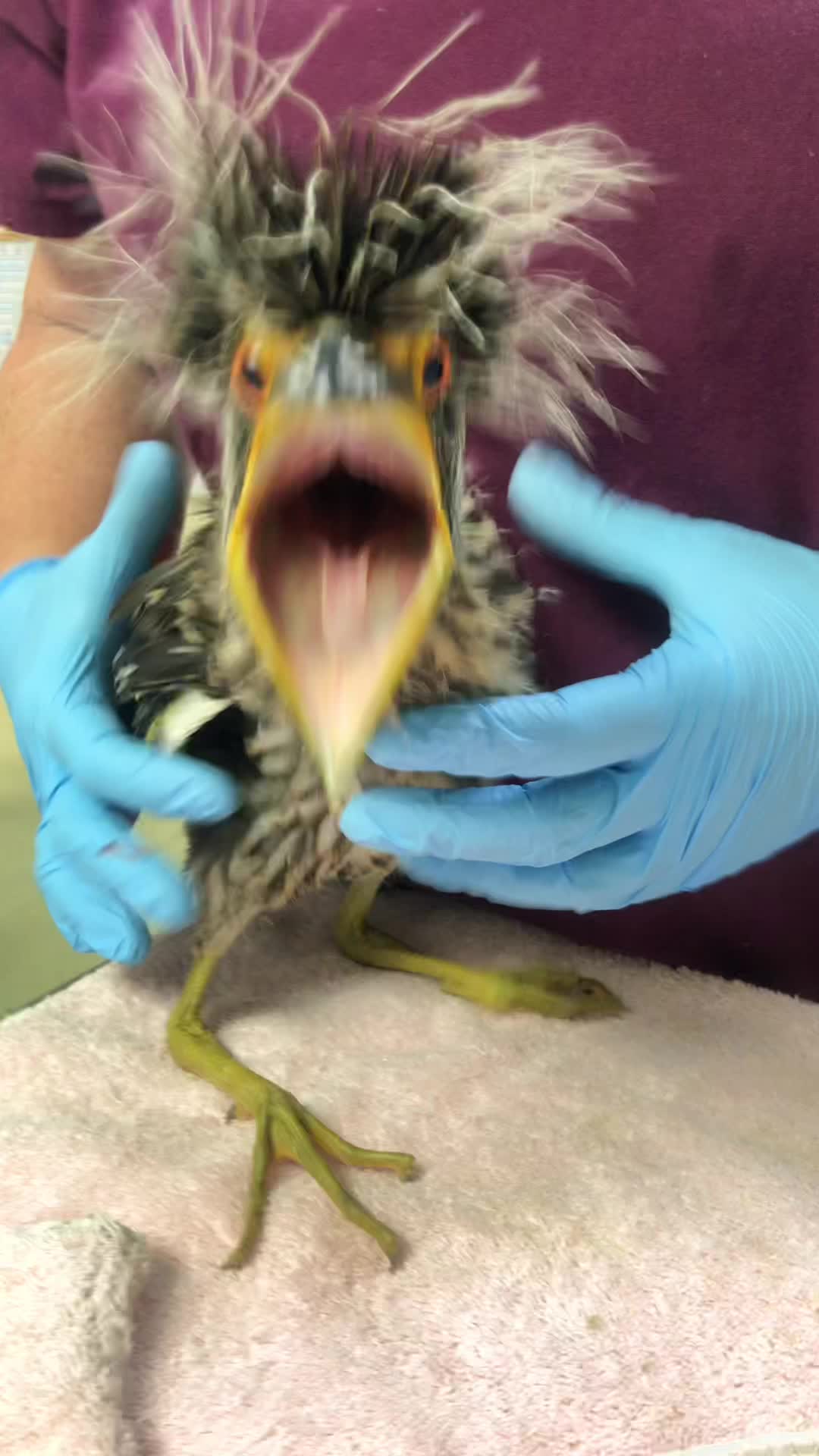 @CROW Clinic