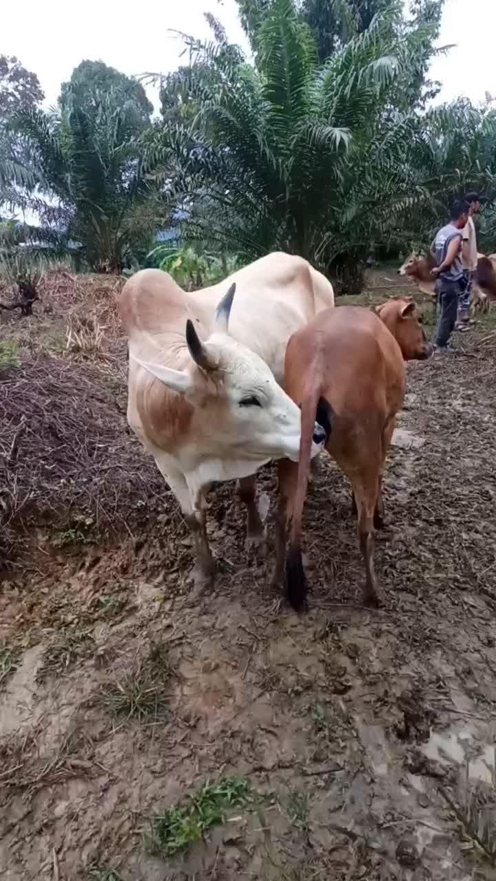 @RoHaIzAd_Rahim🇲🇾🇲🇾