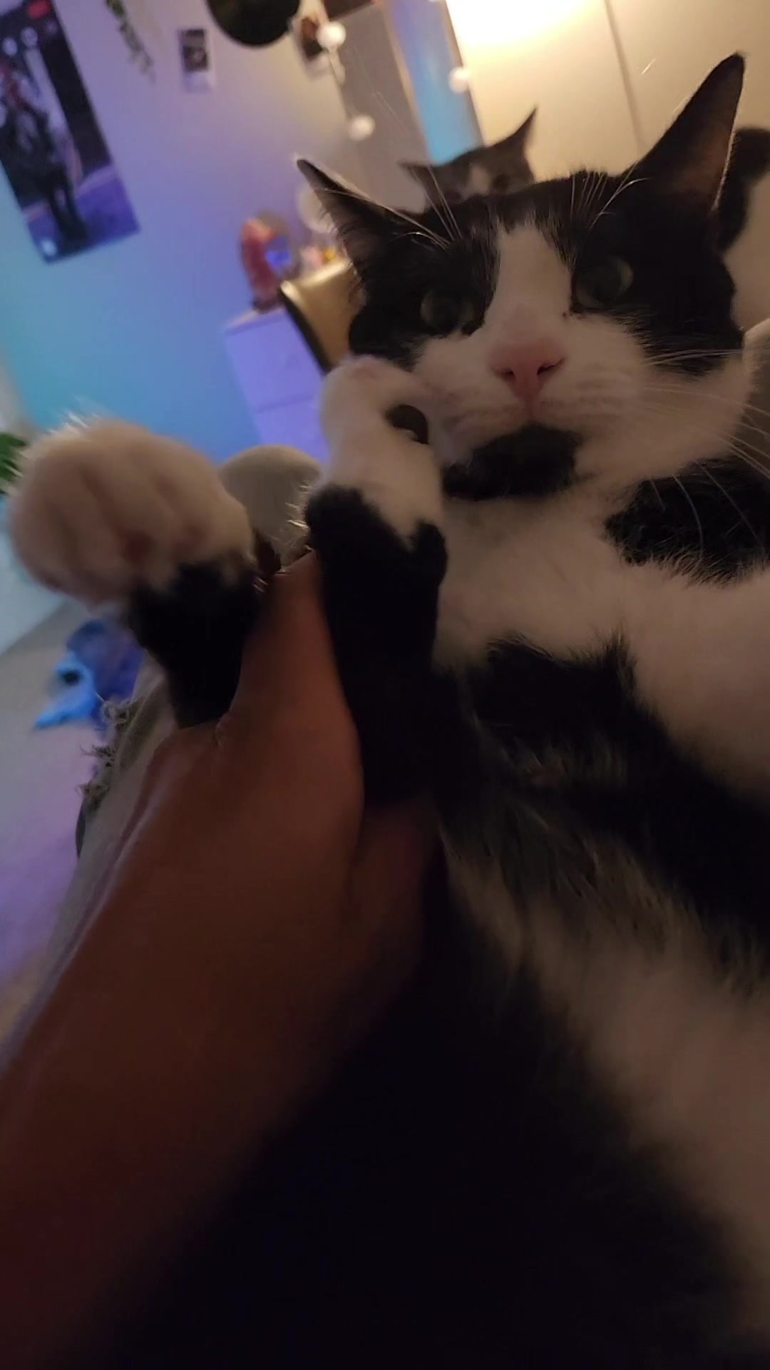 @THUGxedo Cat