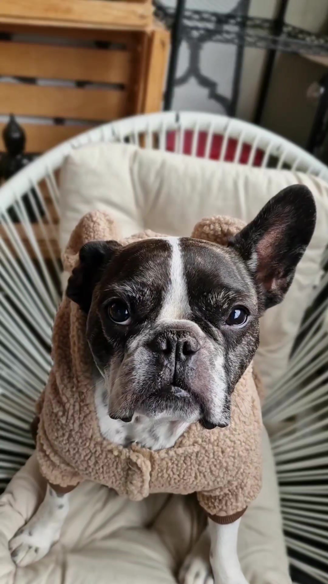@French Bulldog Jacky 🐶🐾