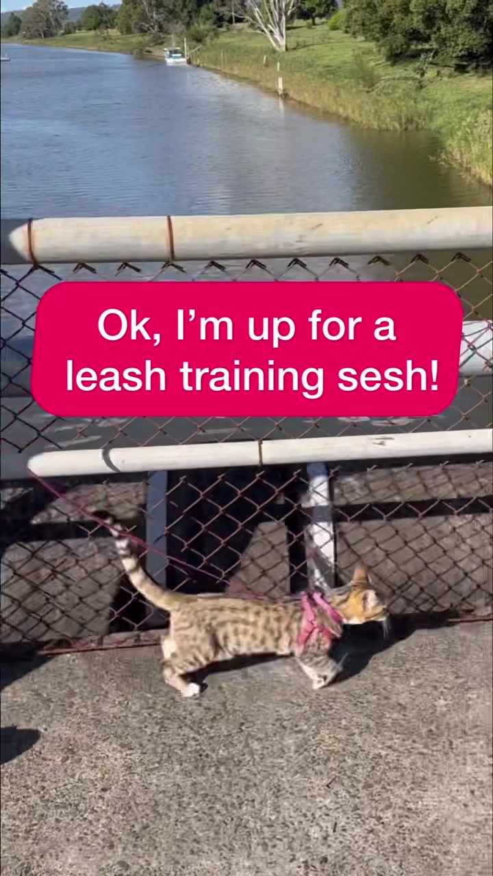 @thatcutecat