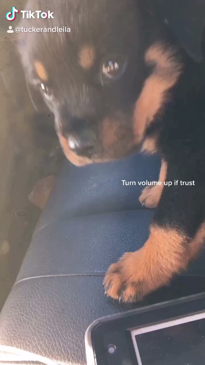 @Tuckerpuppy