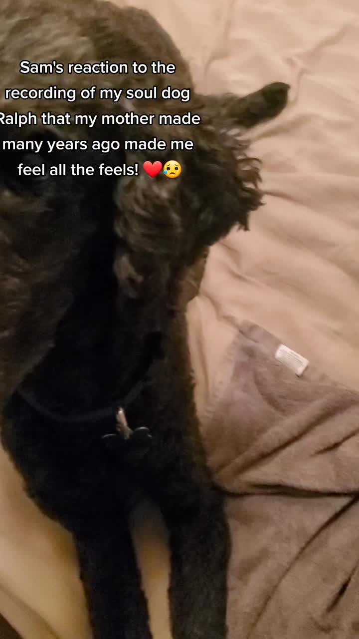 @SammyDoodle🙂