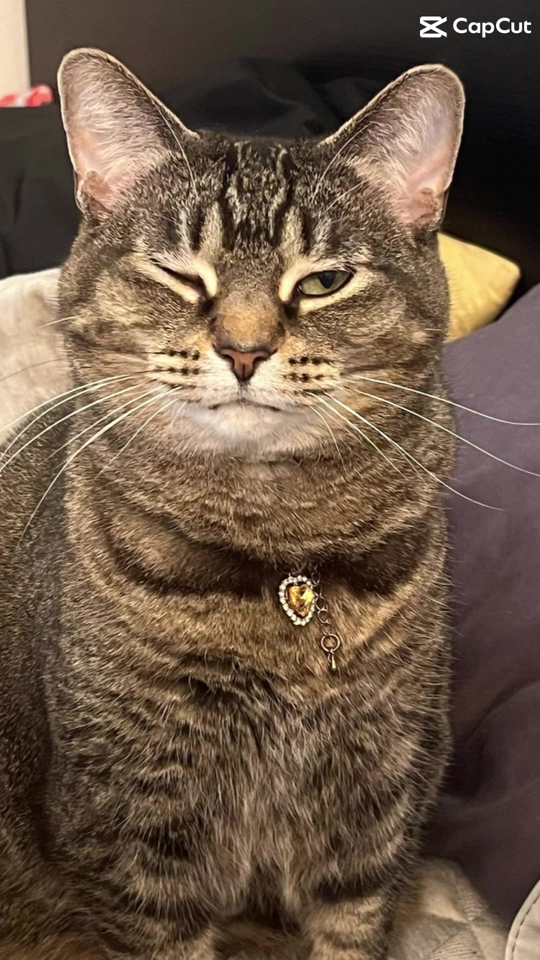@ohkarajane 🐈