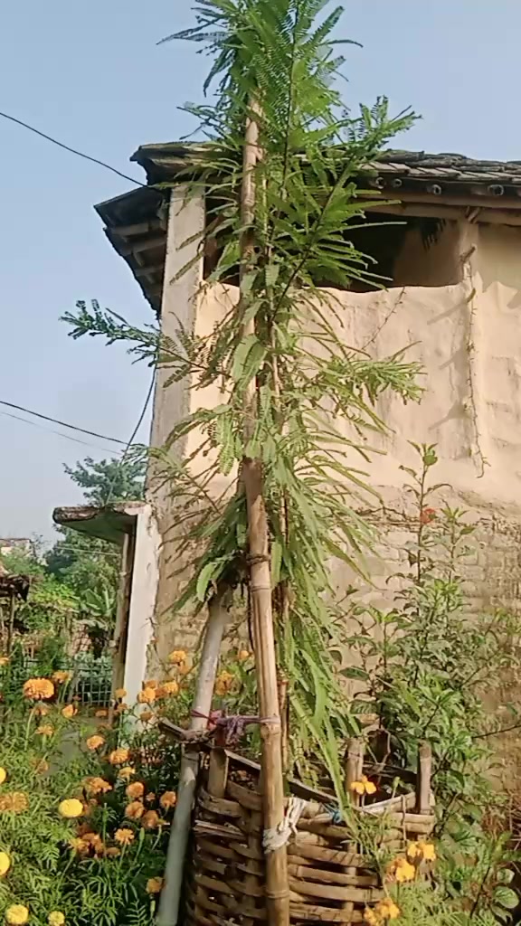 @krishna