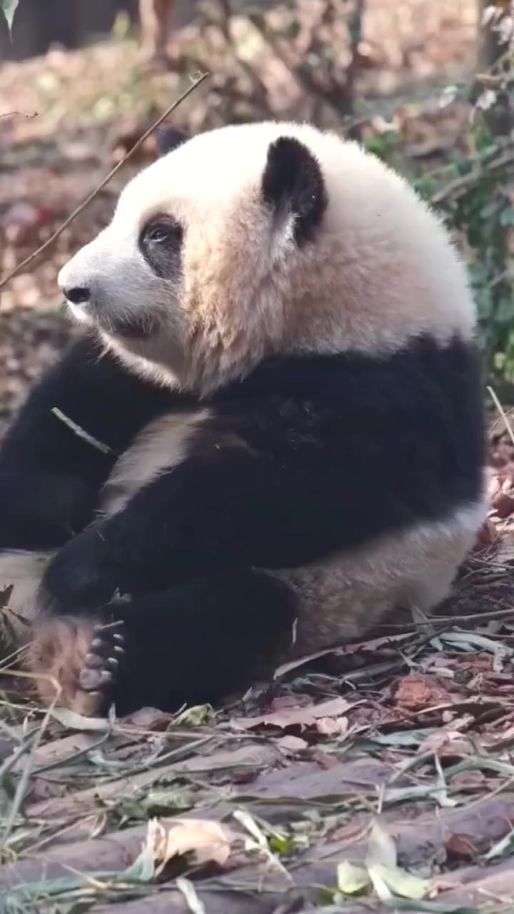 @Ởđ&acirc;yc&oacute;sựđ&aacute;ngiucủa HoaHoa 🌸
