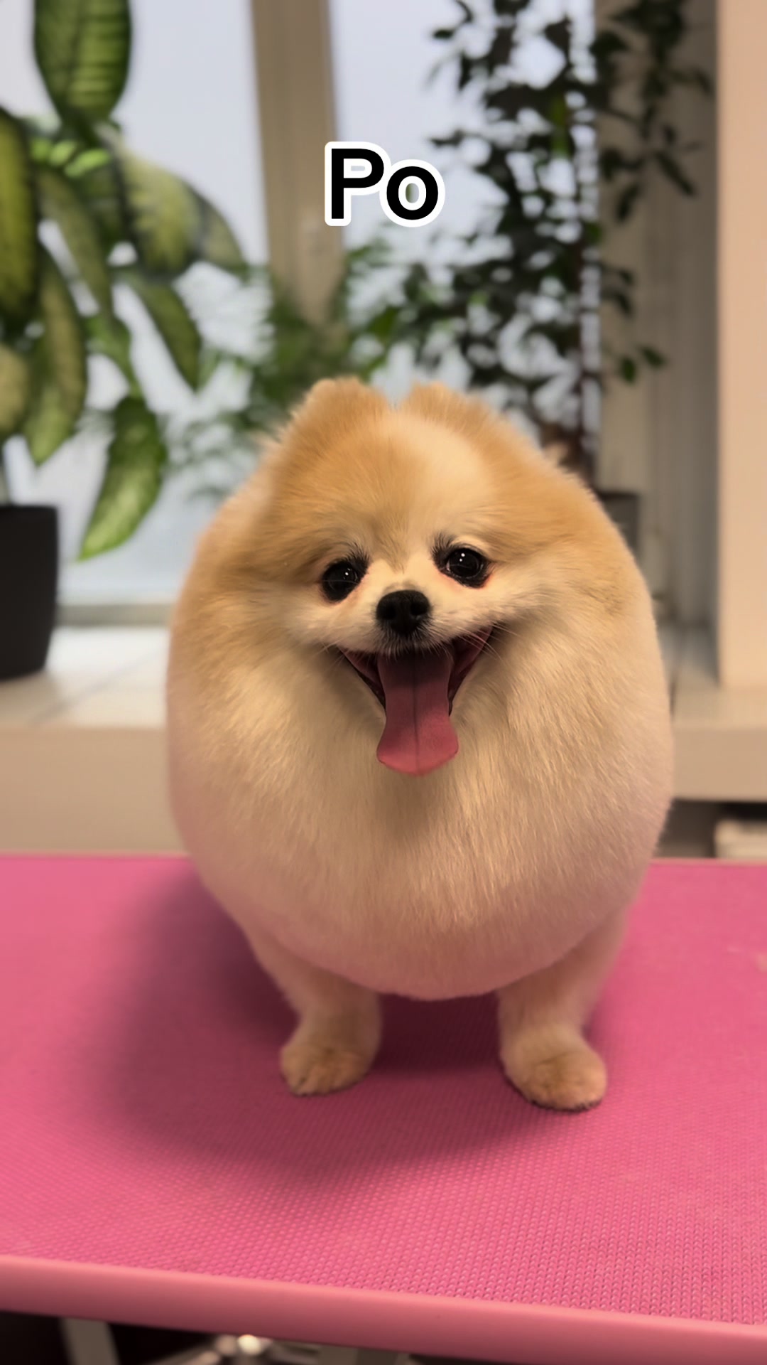 @PetStylist_Teti