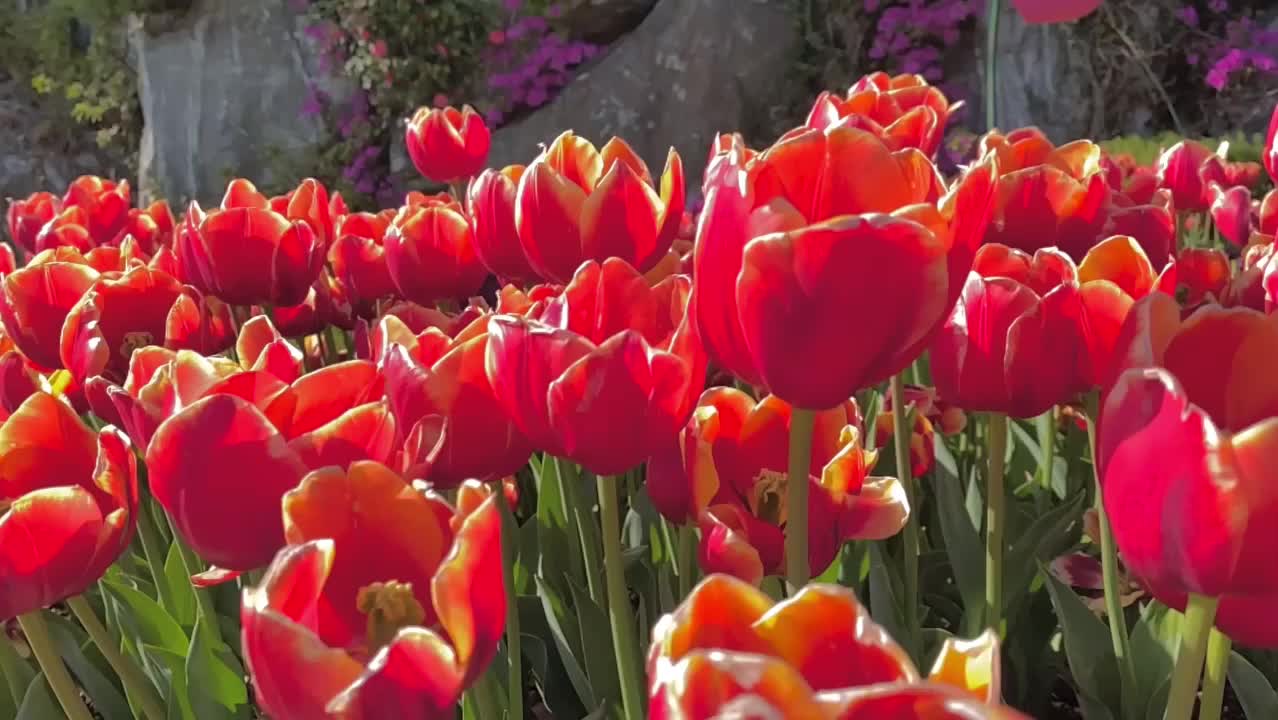 @𝙰𝙻𝙾𝙷𝙰🎧