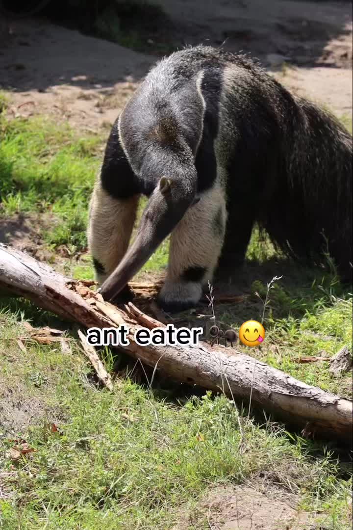 @🫴🏻