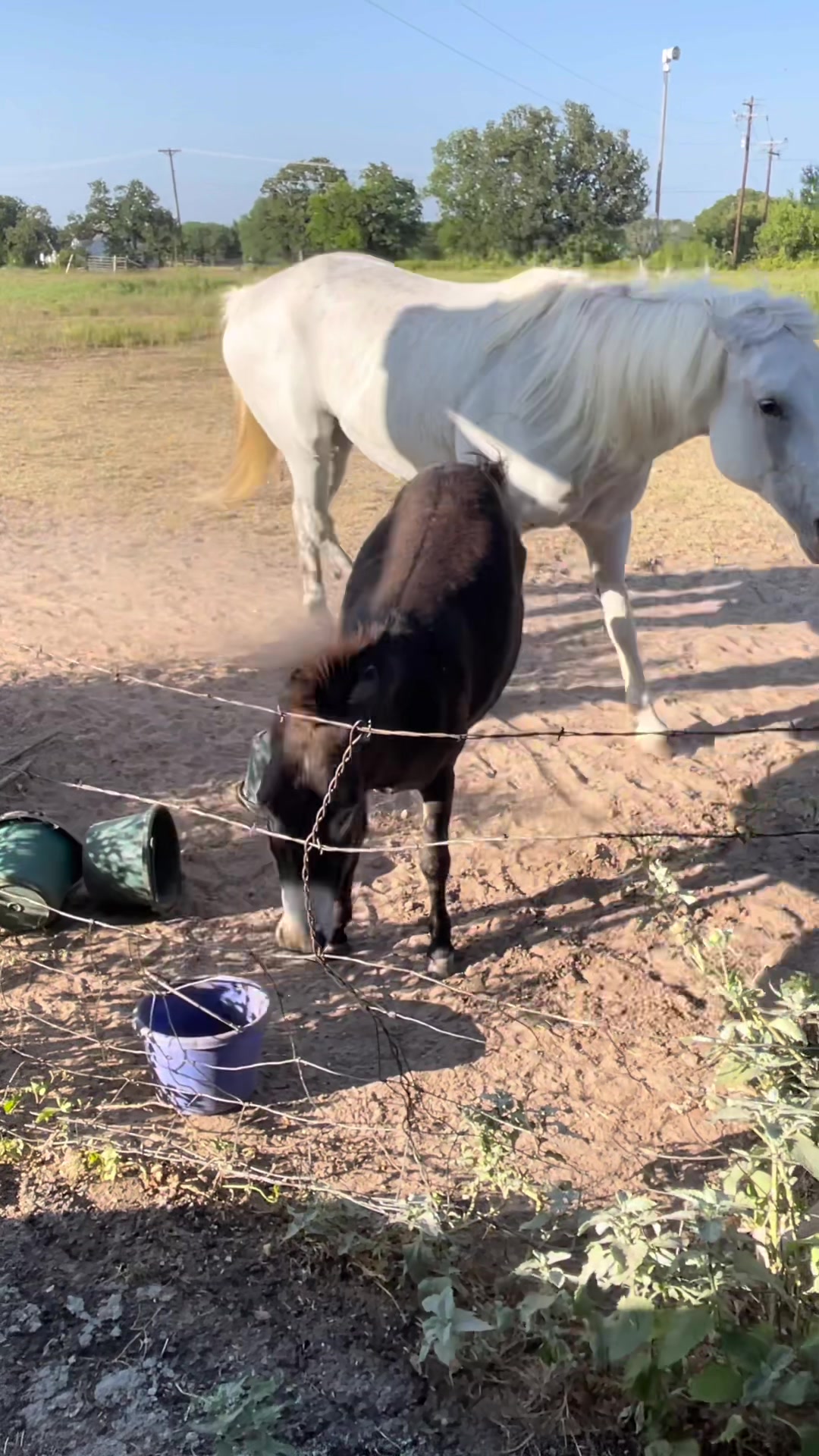 @DonkeyDaily