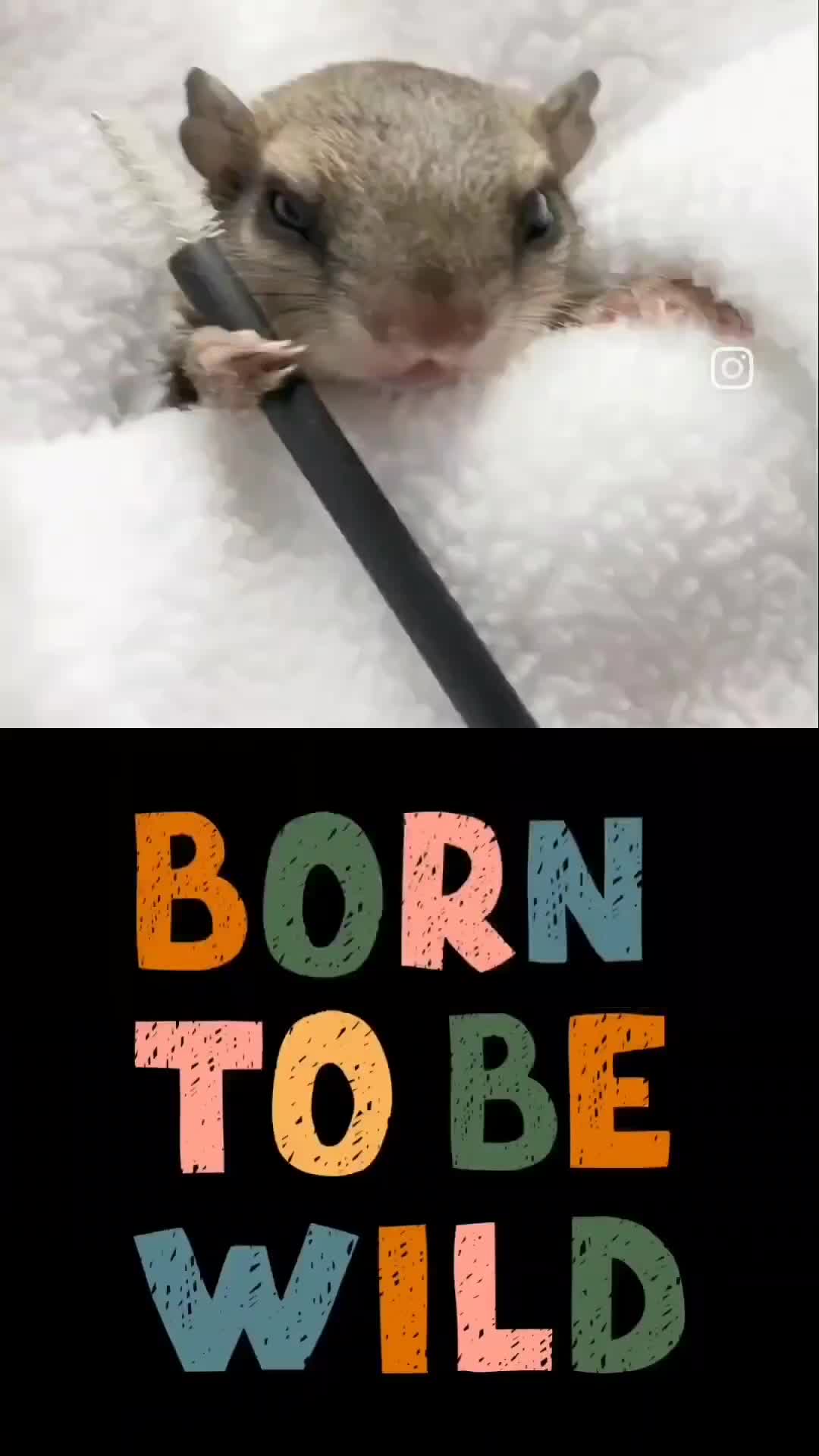 @wandsforwildlife