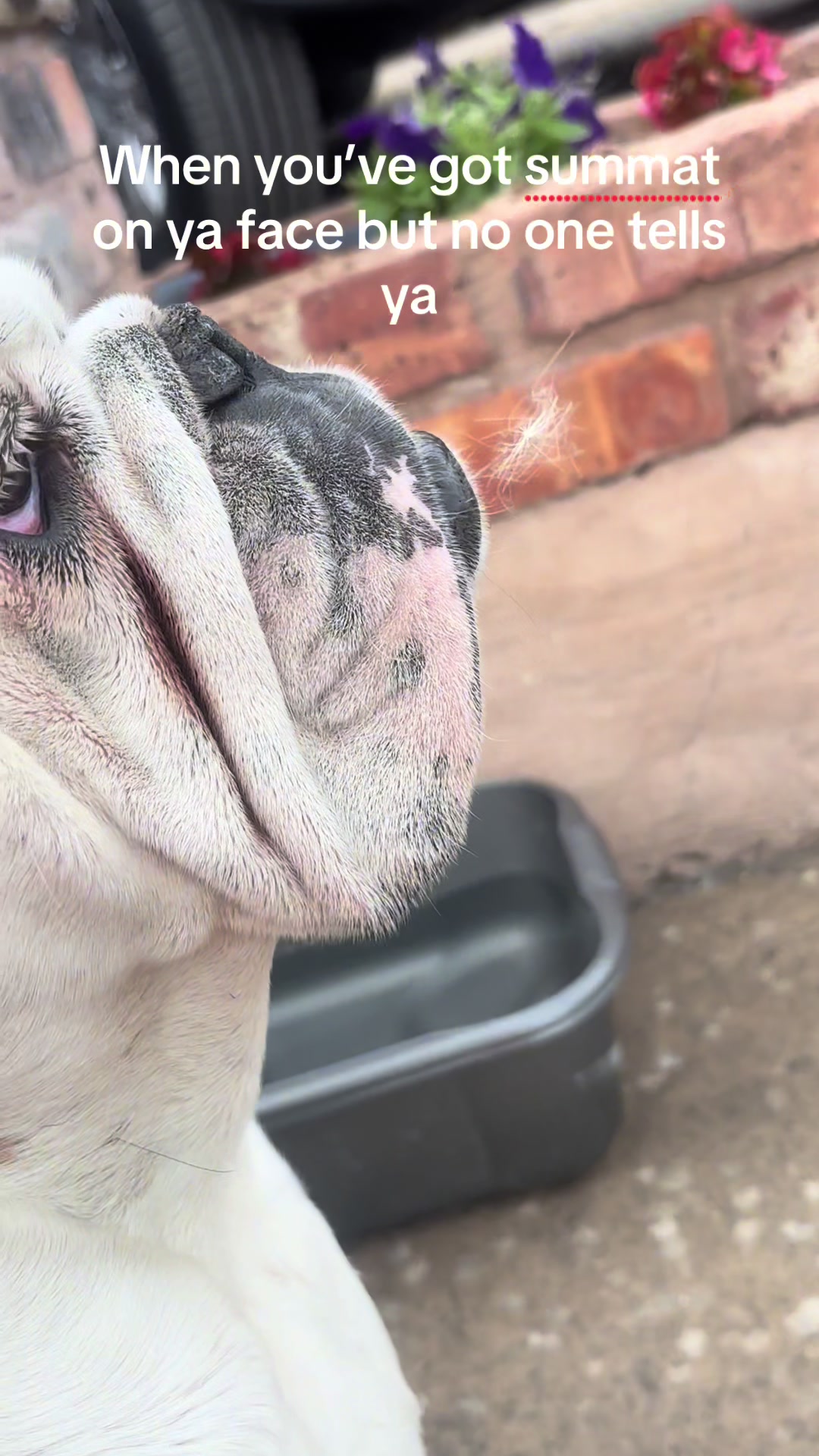 @Nessa the Bulldog 8