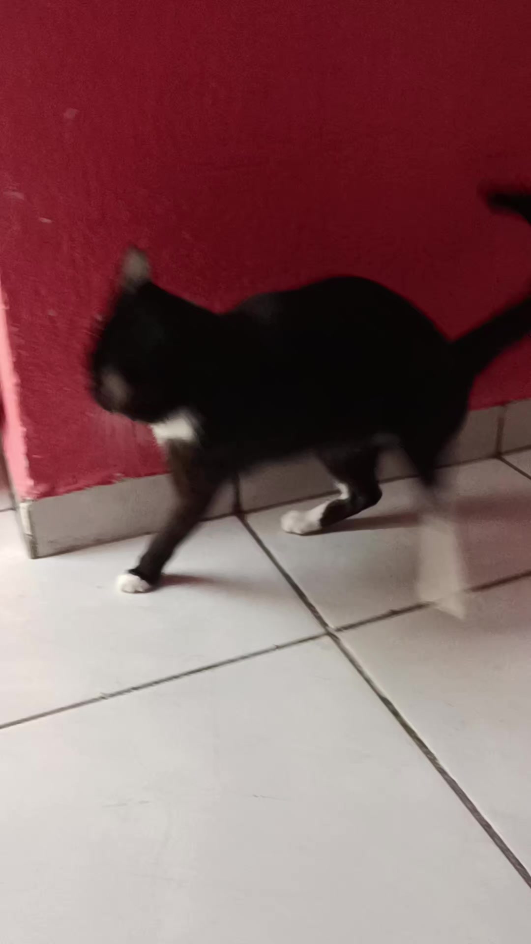 @negrita y peluche