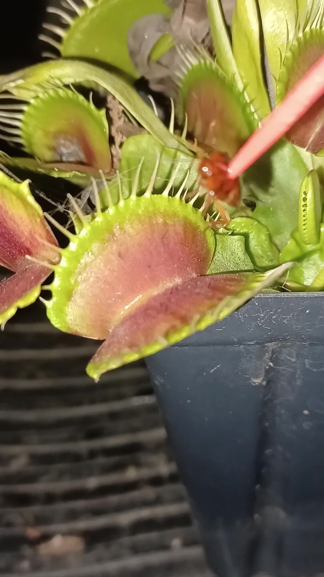 @Logs Plants