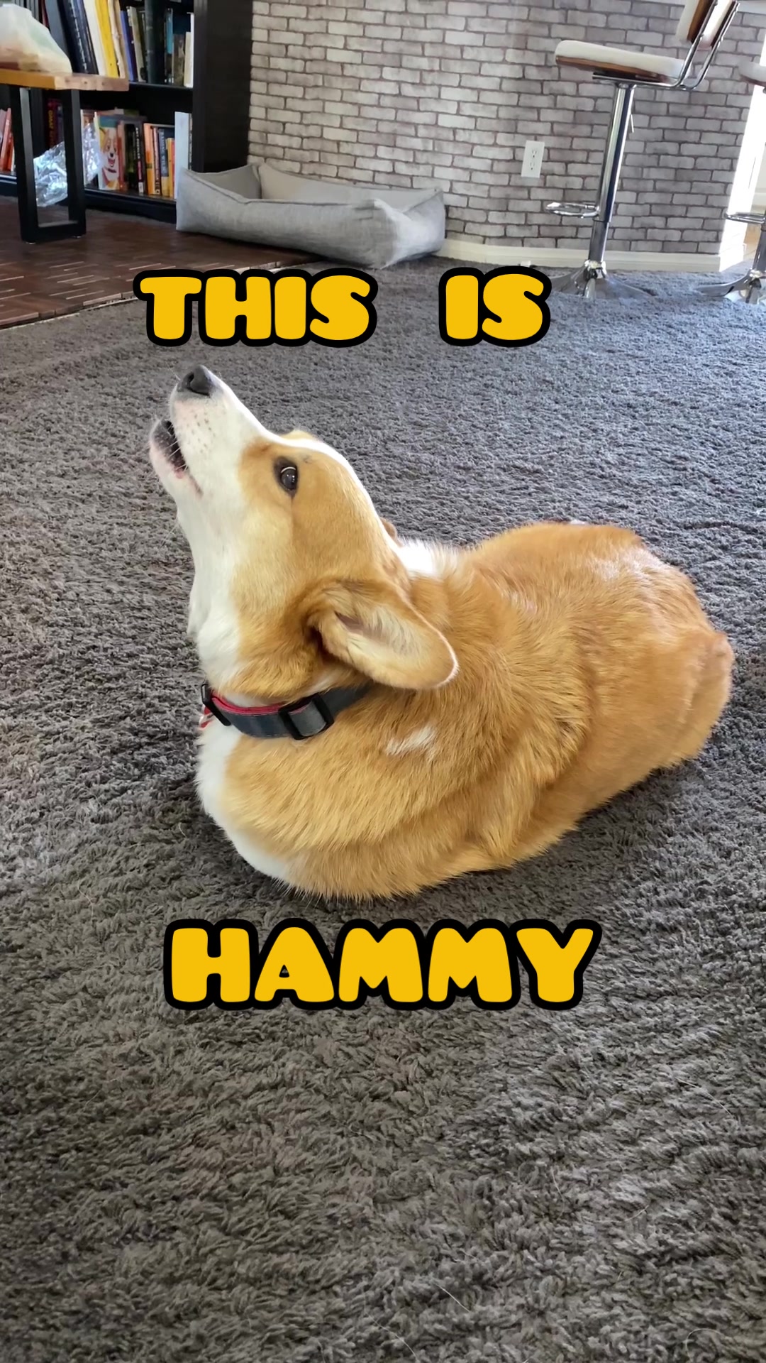 @Hammy & Olivia Corgi