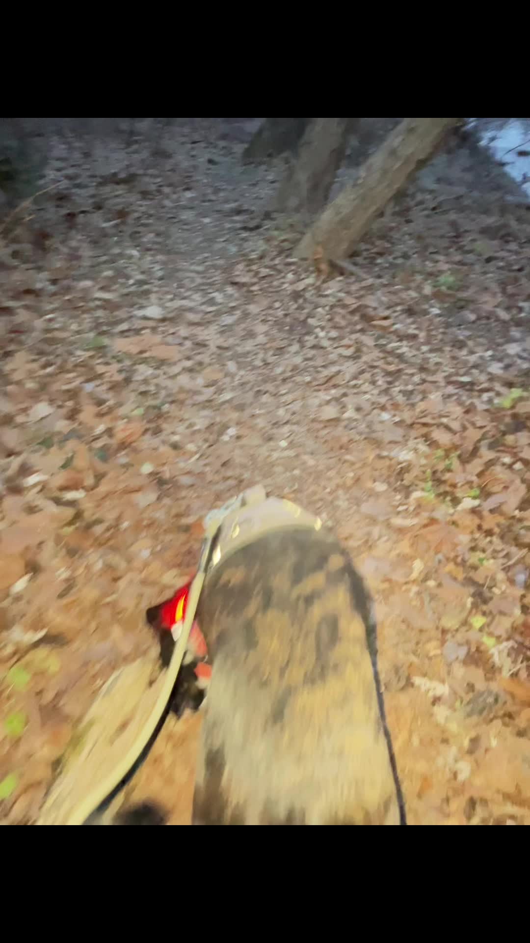 @NoLoboHobo