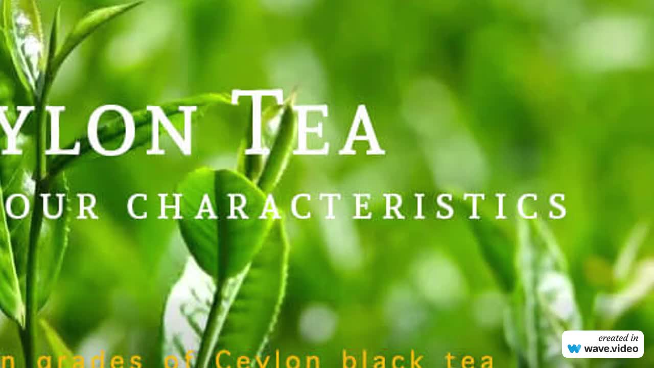 @Ceylon tea trails