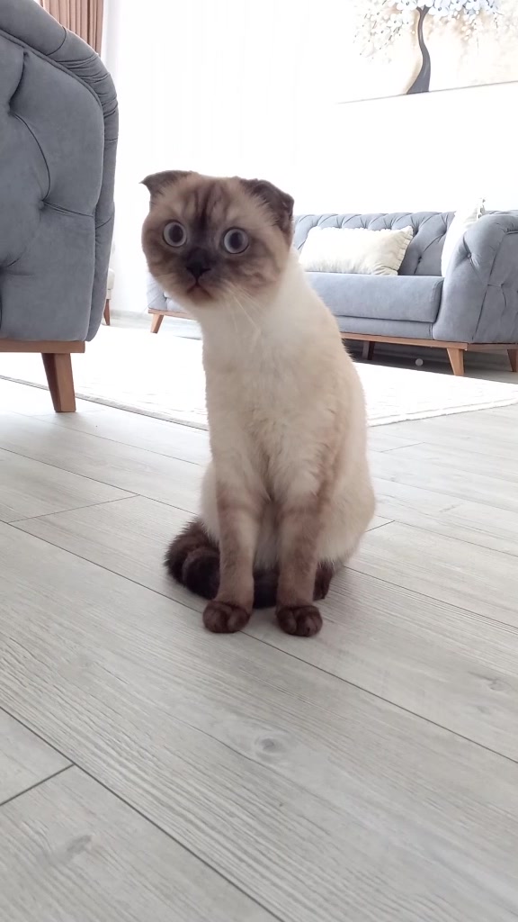 @MAVİİ🐾ALİŞŞ