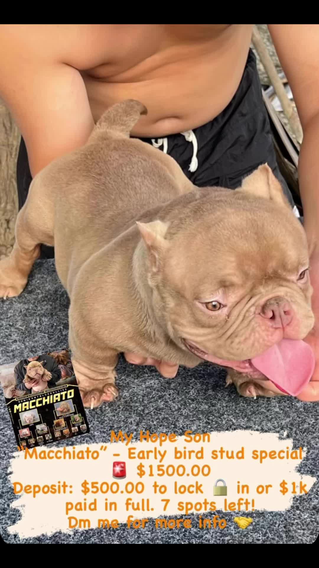 @dominantbluebullies