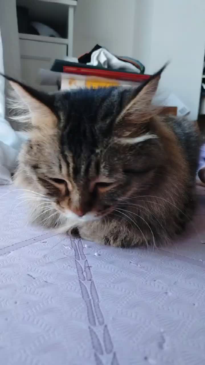 @flyingcatzhl
