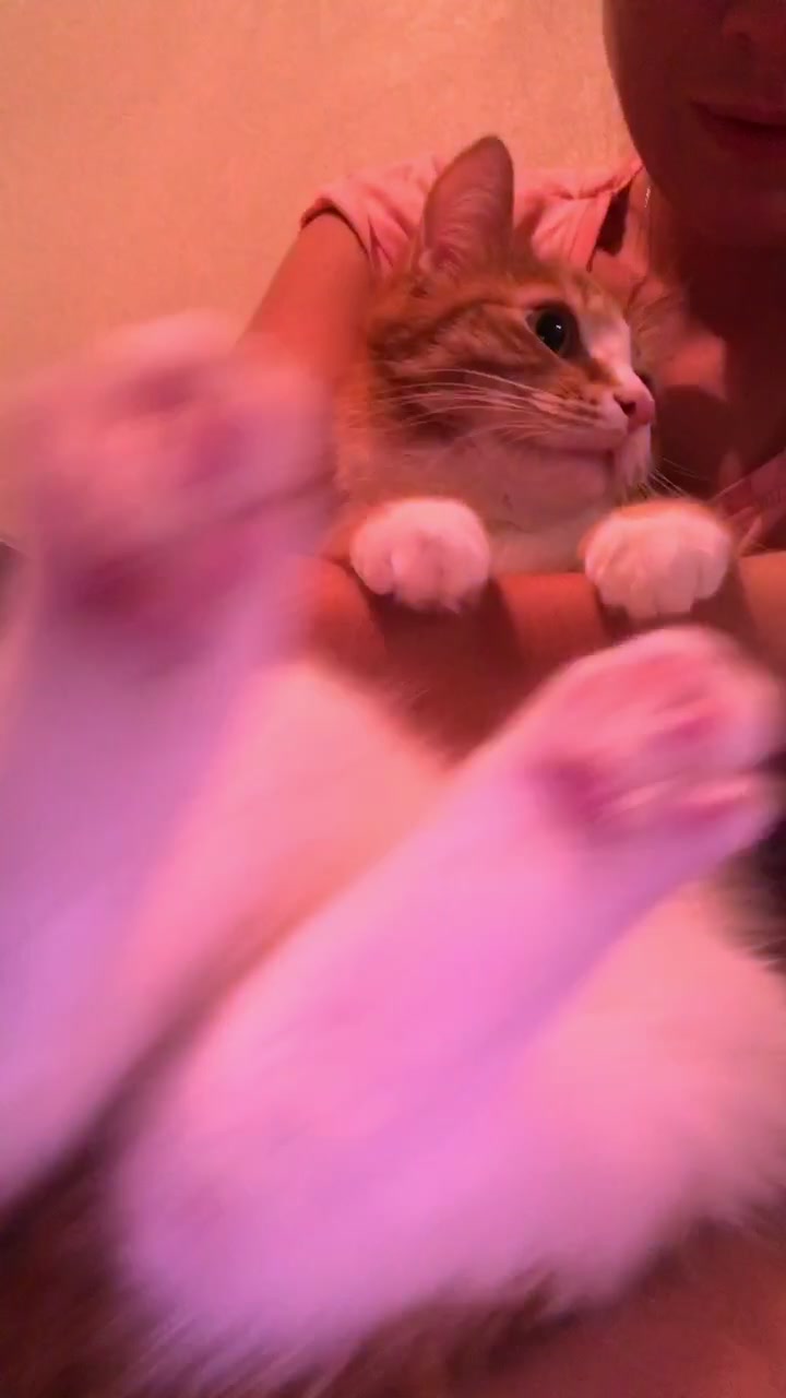 @Cat_Stepan