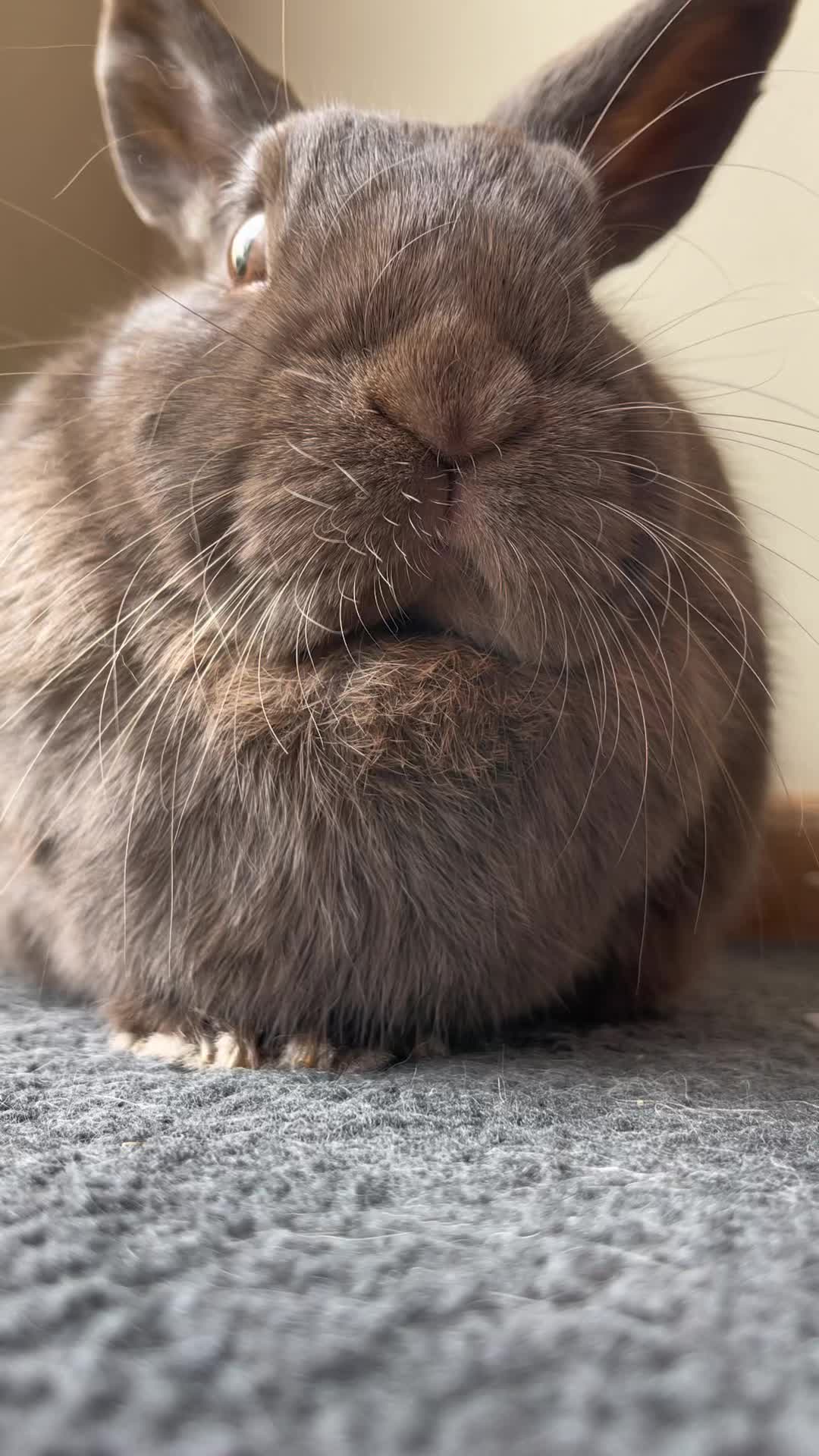 @Bunny rabbit chocolate 🍫