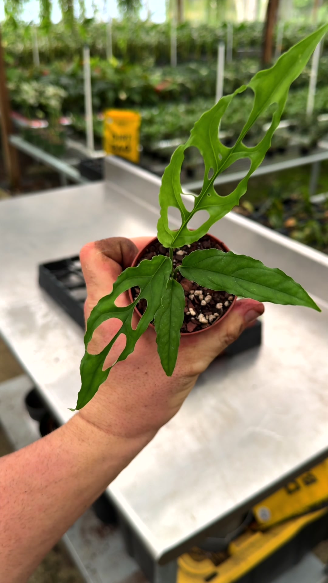 @BWH Plant Co