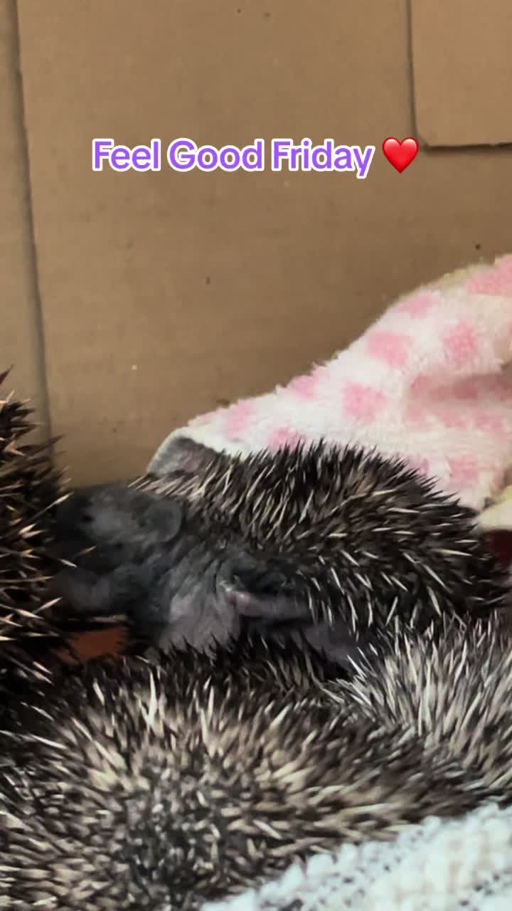 @StapeleyWildlifeRehab