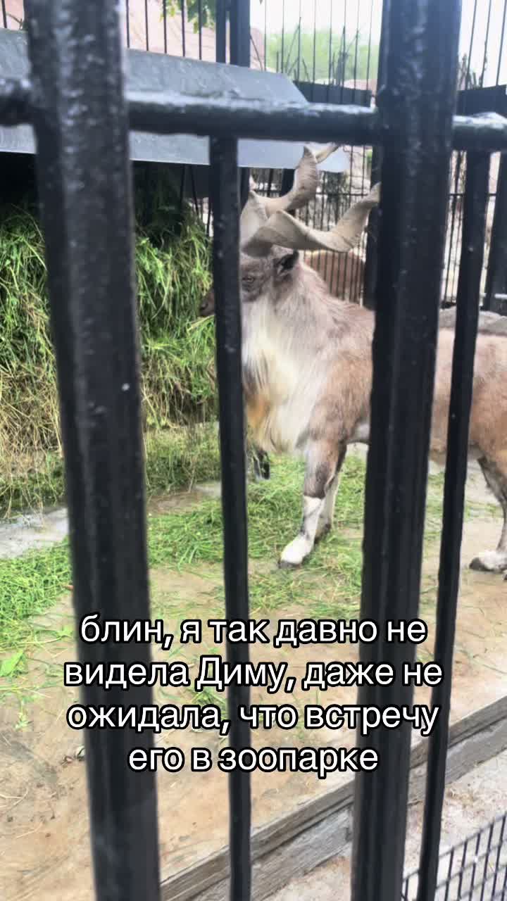 @саша витальевна