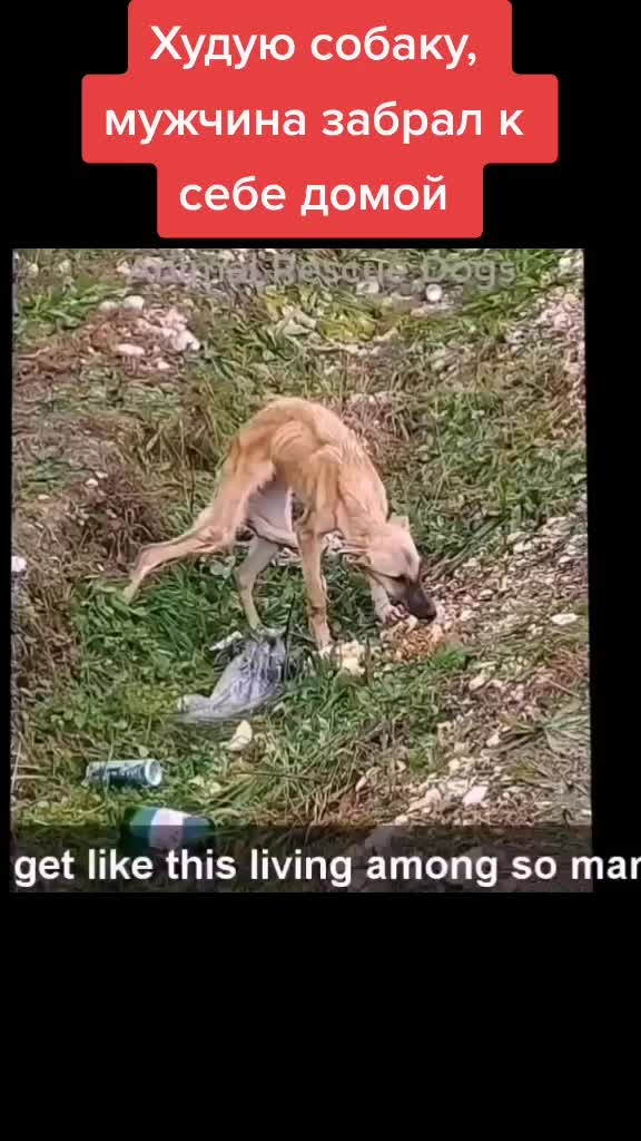 @Lite